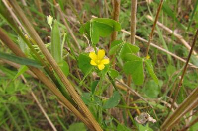 Oxalis dillenii
