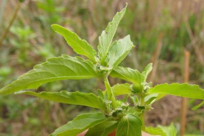 Mercurialis annua