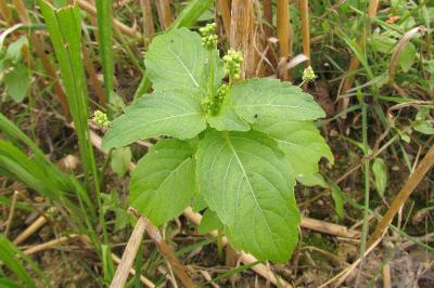 Mercurialis annua
