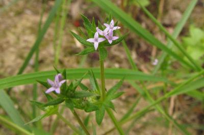 Sherardia arvensis