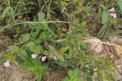 Scutellaria minor