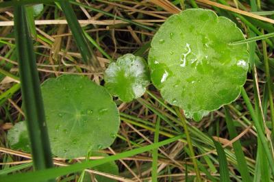 Hydrocotyle vulgaris