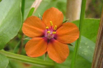Lysimachia arvensis