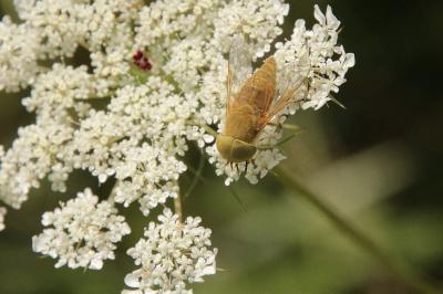 Daucus carota