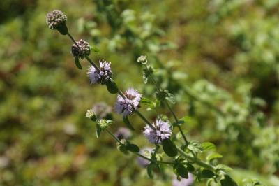 Mentha pulegium