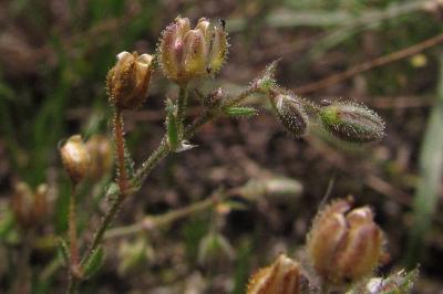 Spergularia rubra