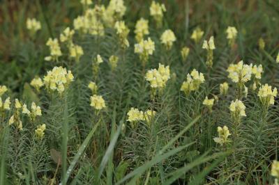 Linaria vulgaris