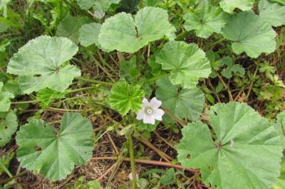 Malva neglecta