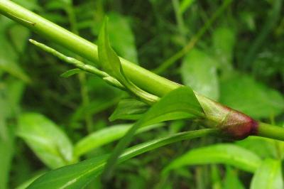 Persicaria hydropiper