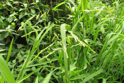Leersia oryzoides