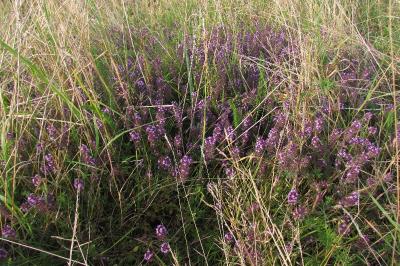 Thymus pulegioides