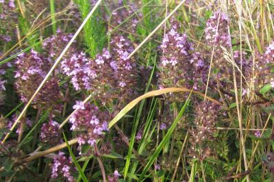 Thymus pulegioides