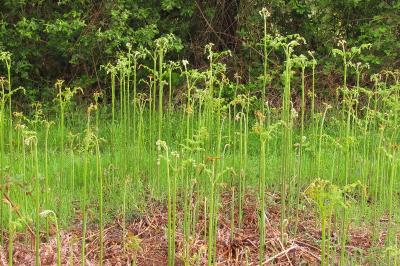 Pteridium aquilinum