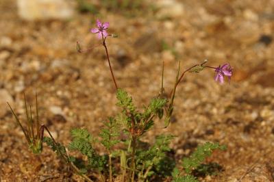 Erodium cicutarium