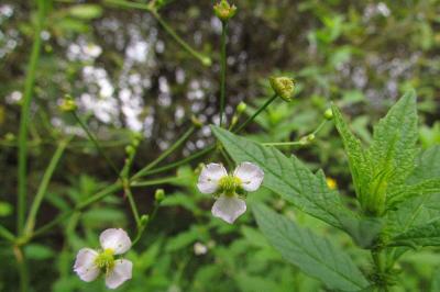 Alisma plantago-aquatica
