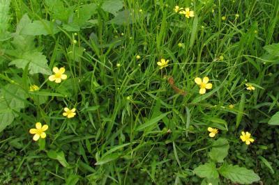 Ranunculus flammula