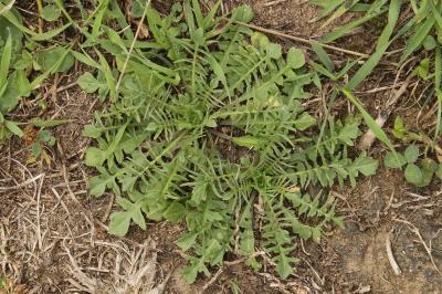 Capsella bursa-pastoris