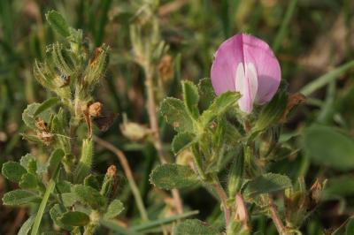 Ononis spinosa