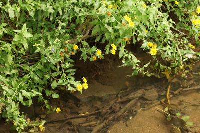 Pulicaria dysenterica