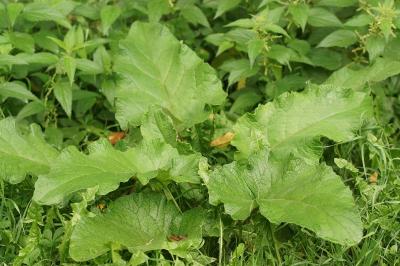 Arctium lappa