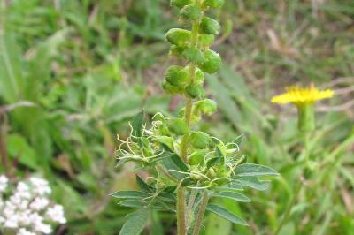 Ambrosia artemisiifolia