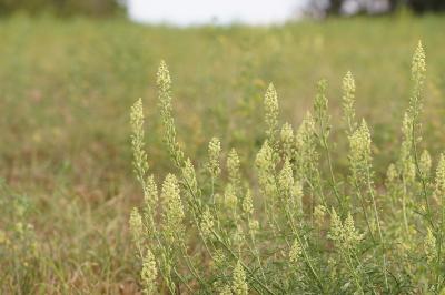 Reseda lutea