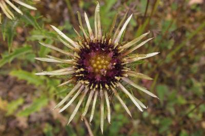Carlina vulgaris