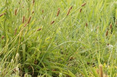 Plantago lanceolata
