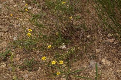 Senecio inaequidens
