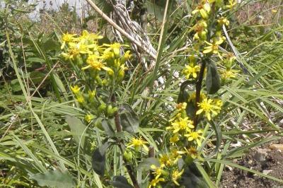Solidago virgaurea