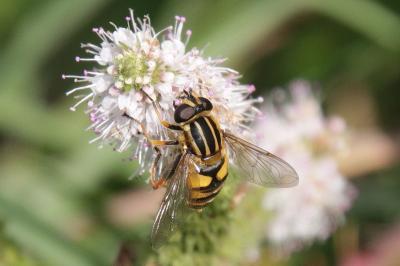 Mentha suaveolens