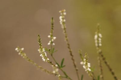 Melilotus albus