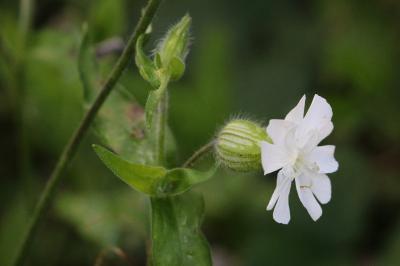 Silene latifolia