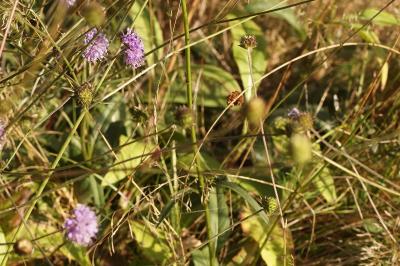 Succisa pratensis