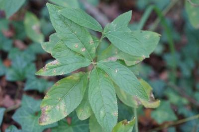 Mercurialis perennis