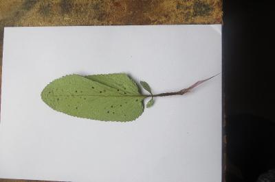 Scrophularia auriculata