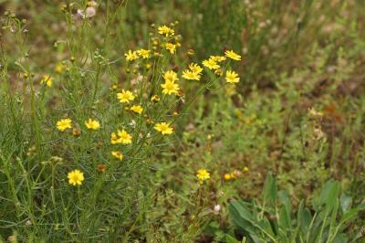 Senecio inaequidens
