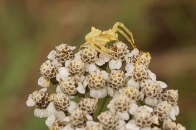 Achillea millefolium