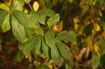 Crataegus germanica