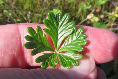 Potentilla neglecta