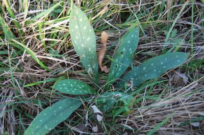 Pulmonaria longifolia