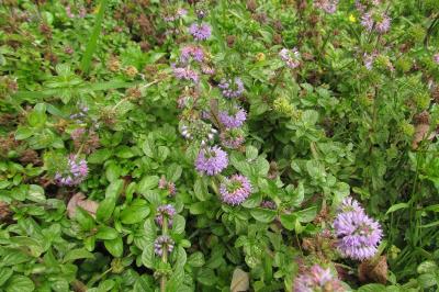Mentha pulegium