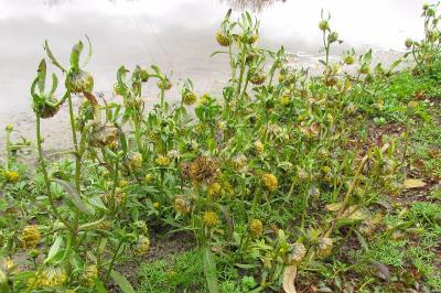 Bidens cernua