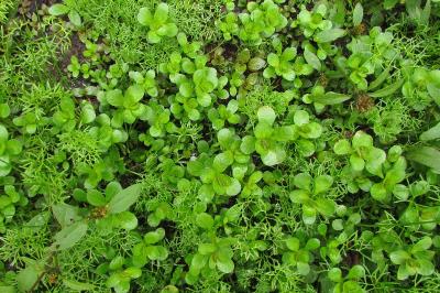 Lythrum portula
