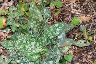 Pulmonaria longifolia