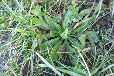 Plantago lanceolata
