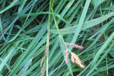 Echinochloa crus-galli