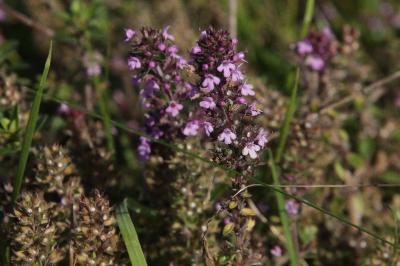 Thymus pulegioides