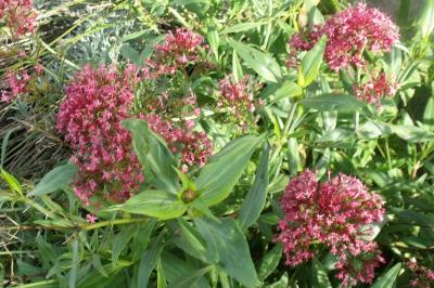 Centranthus ruber