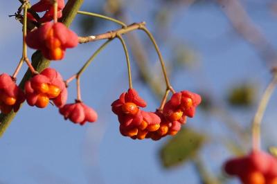 Euonymus europaeus